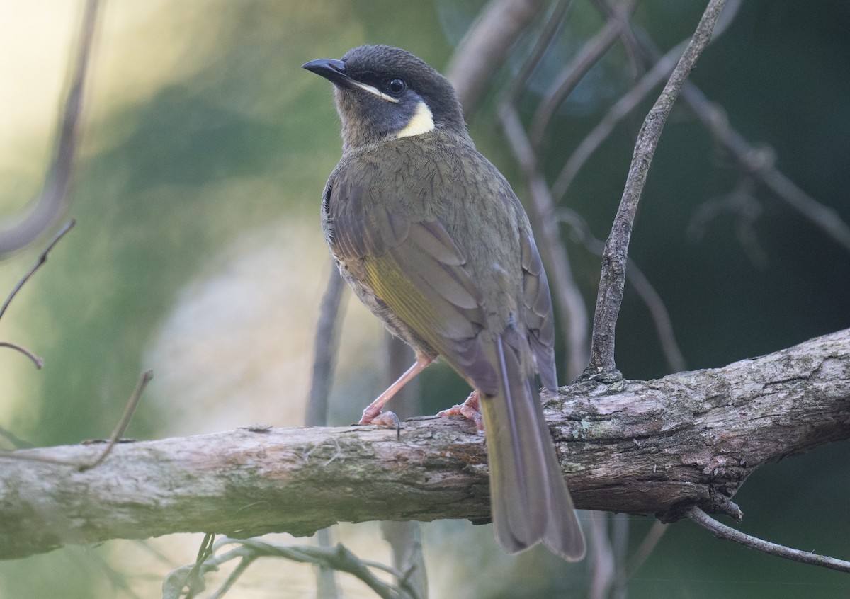 Lewin's Honeyeater - ML626845098