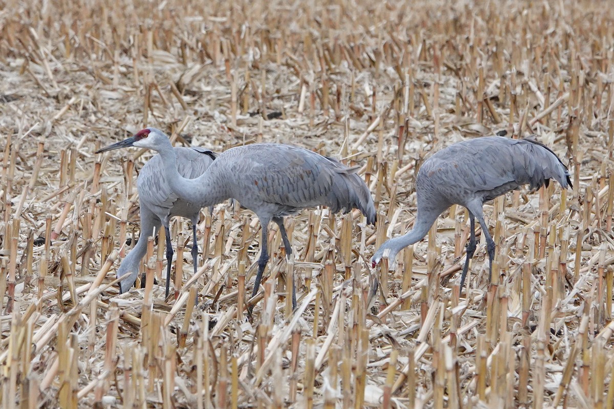 Sandhill Crane - ML626845119