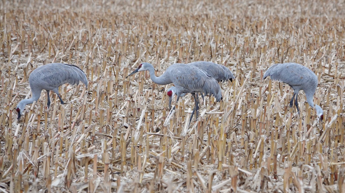 Sandhill Crane - ML626845120