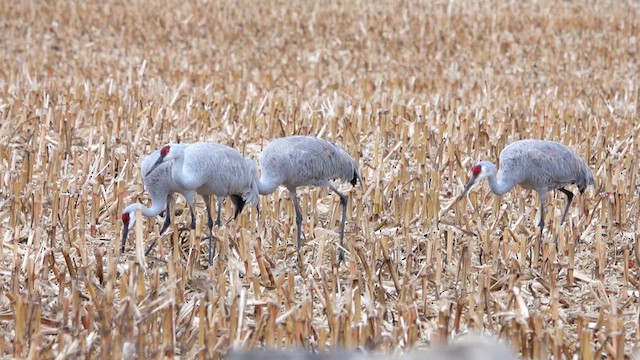 Sandhill Crane - ML626845128