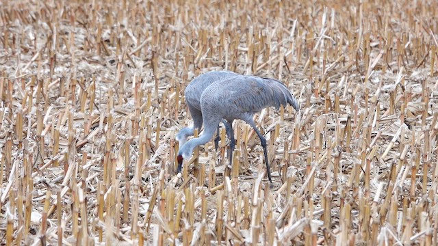 Sandhill Crane - ML626845131