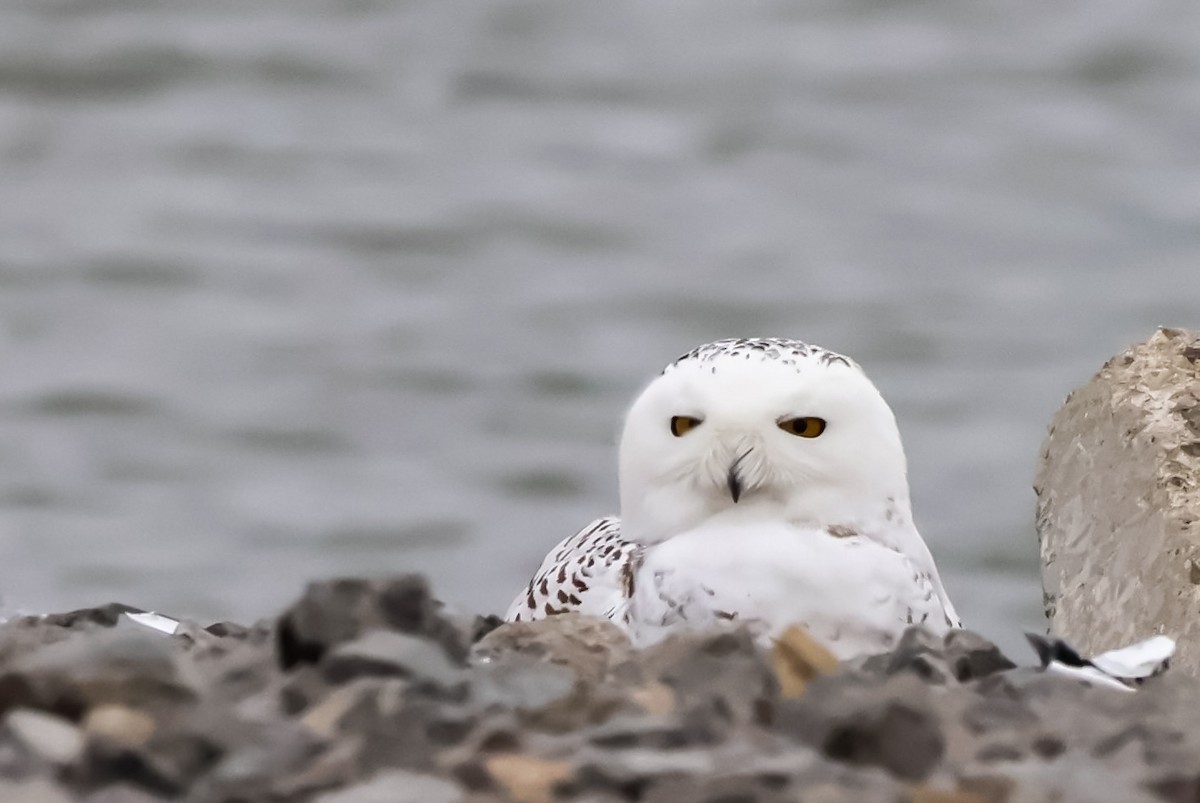 sovice sněžní - ML626845352