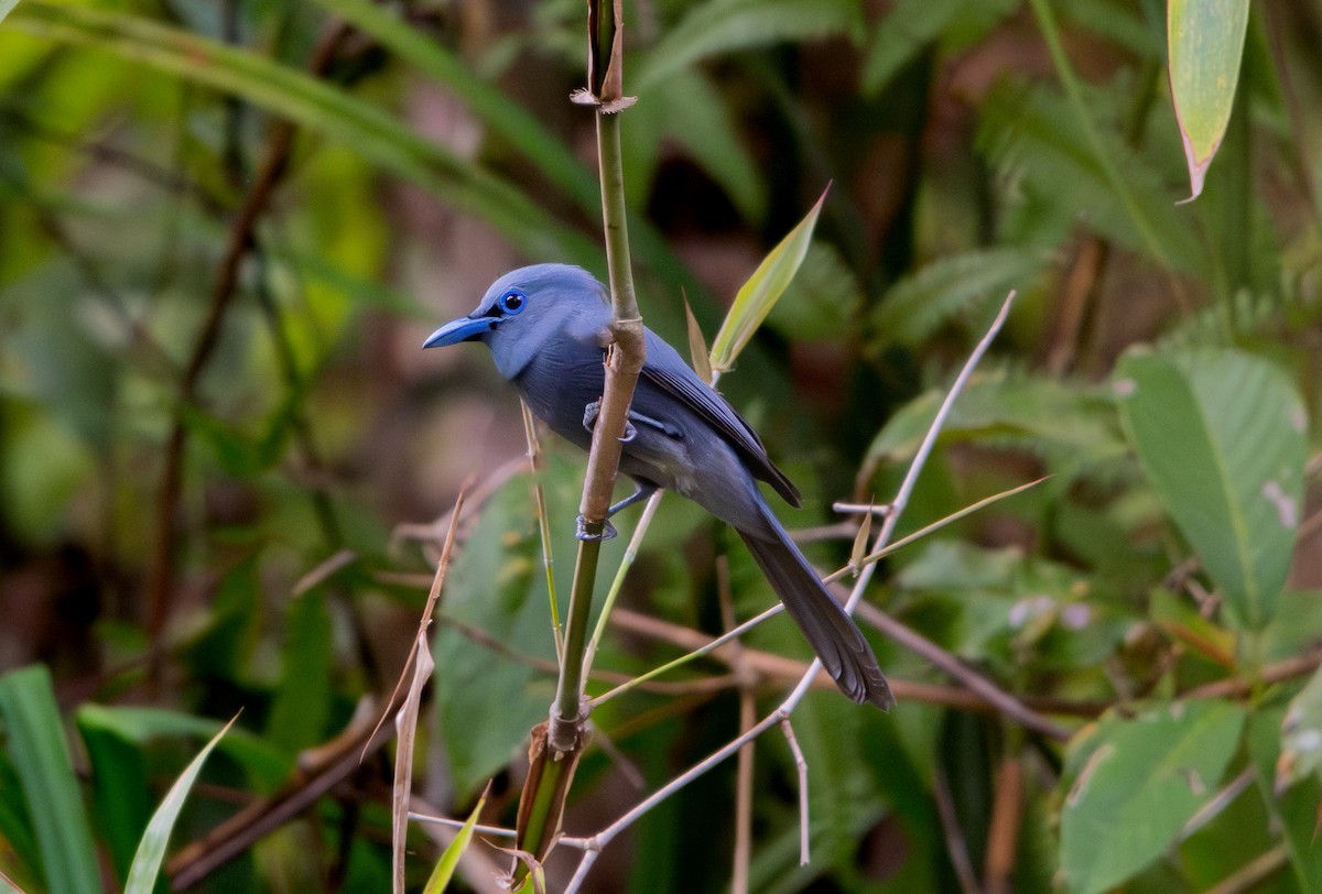 Blue Paradise-Flycatcher - ML626845458