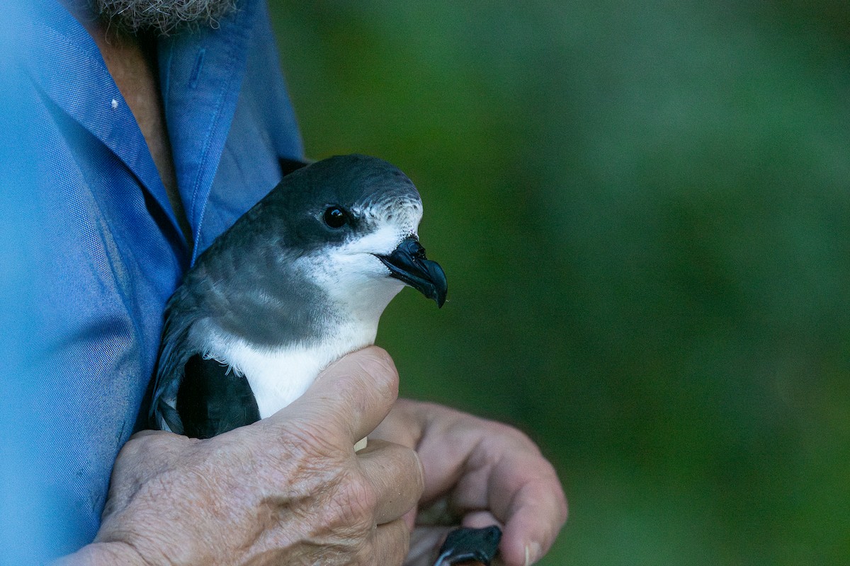 Bermuda Petrel - ML626845475