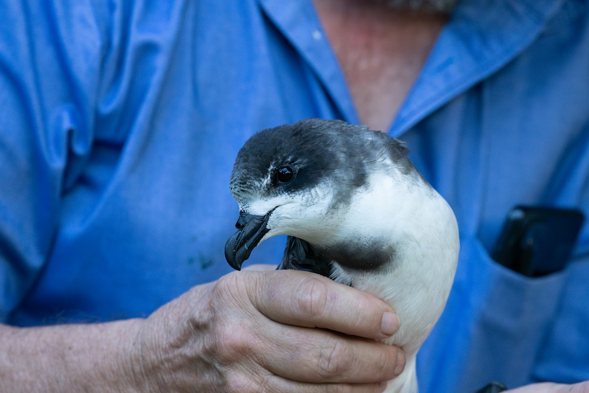 Bermuda Petrel - ML626845479