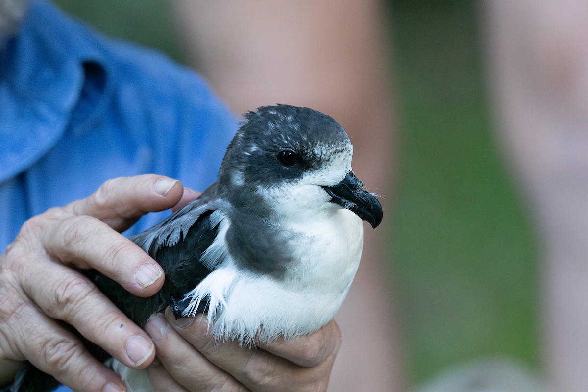 Bermuda Petrel - ML626845480