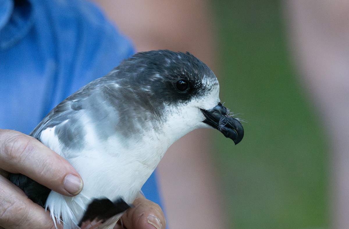 Bermuda Petrel - ML626845481