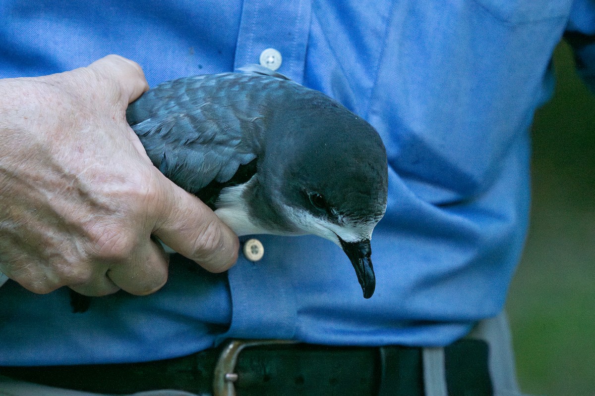 Bermuda Petrel - ML626845482