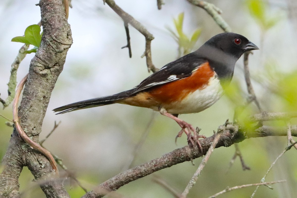 Eastern Towhee - ML626845597