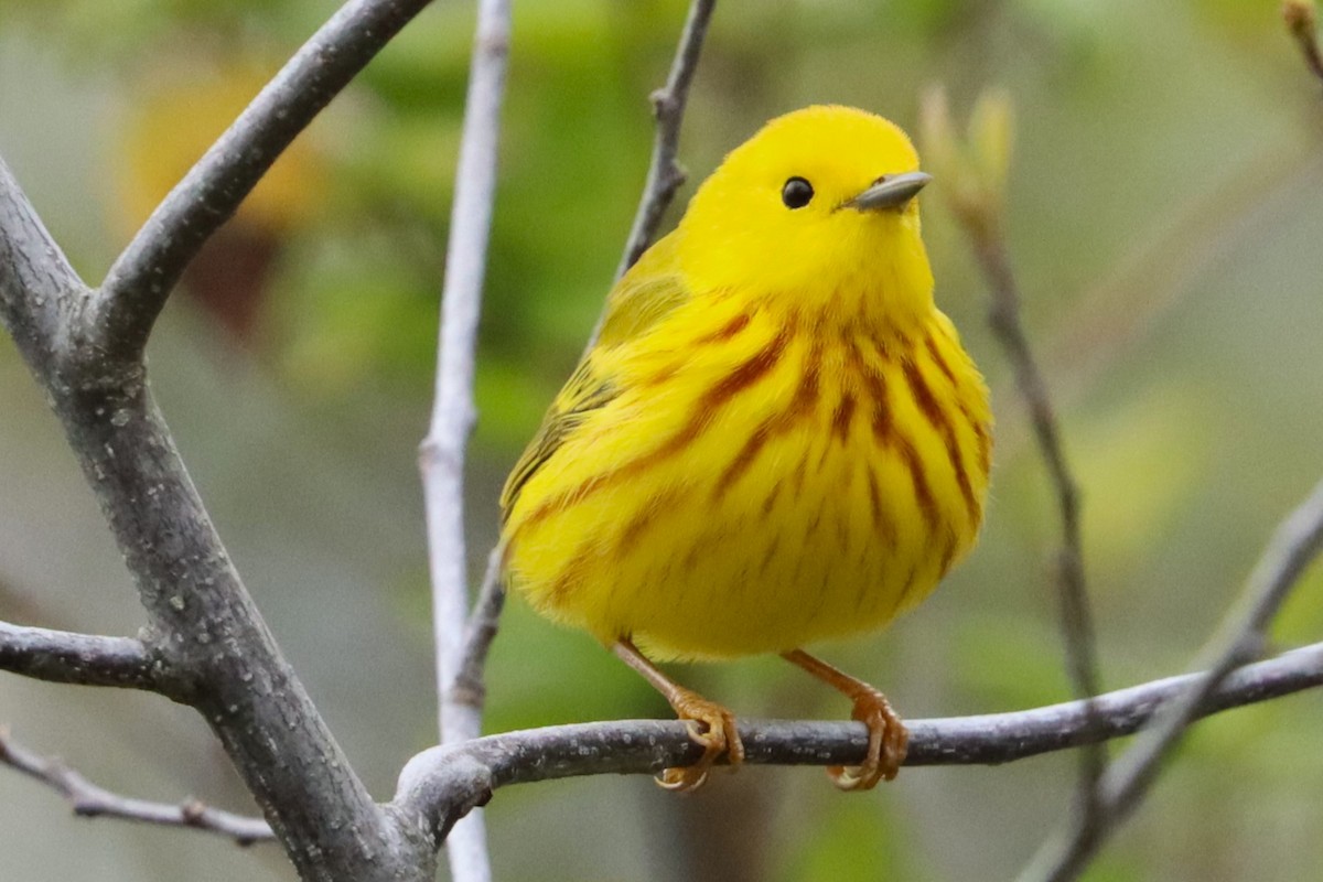 Yellow Warbler - ML626845599