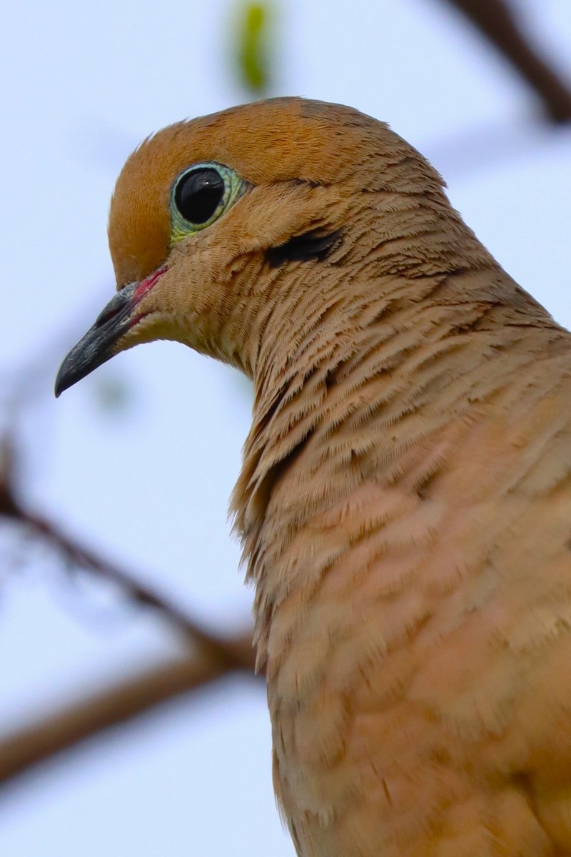 Mourning Dove - ML626845606