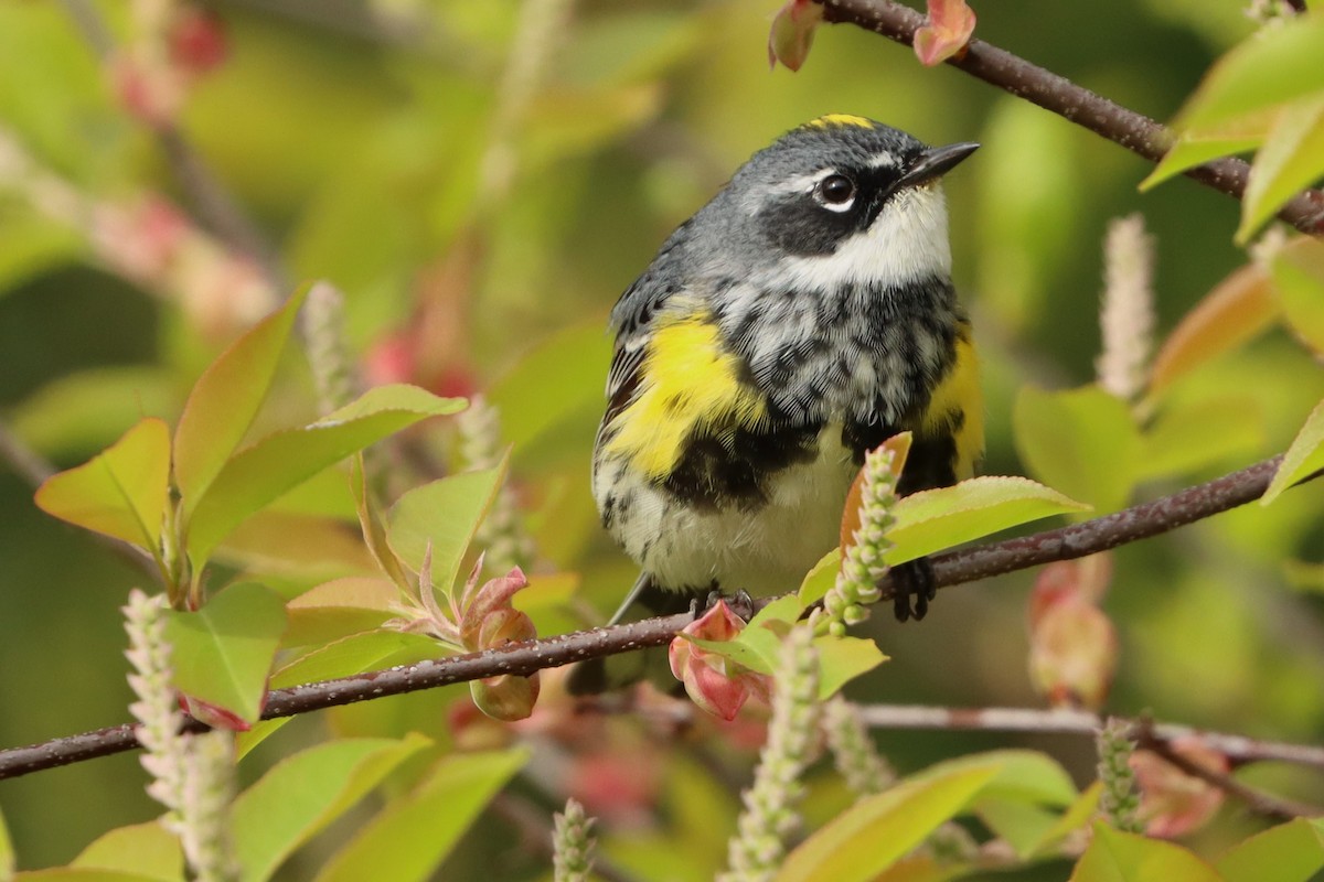 Yellow-rumped Warbler - ML626845609