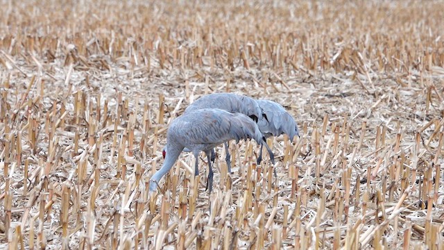 Sandhill Crane - ML626845678