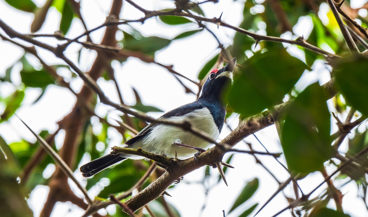 Black-throated Wattle-eye - ML626845740