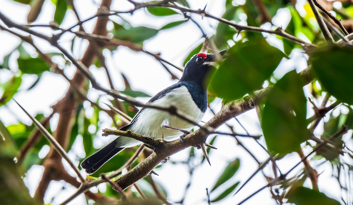 Black-throated Wattle-eye - ML626845741