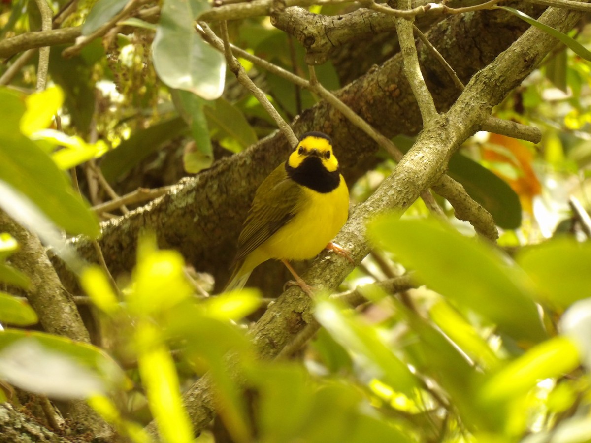 Hooded Warbler - ML626845886