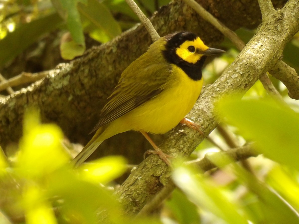 Hooded Warbler - ML626845887