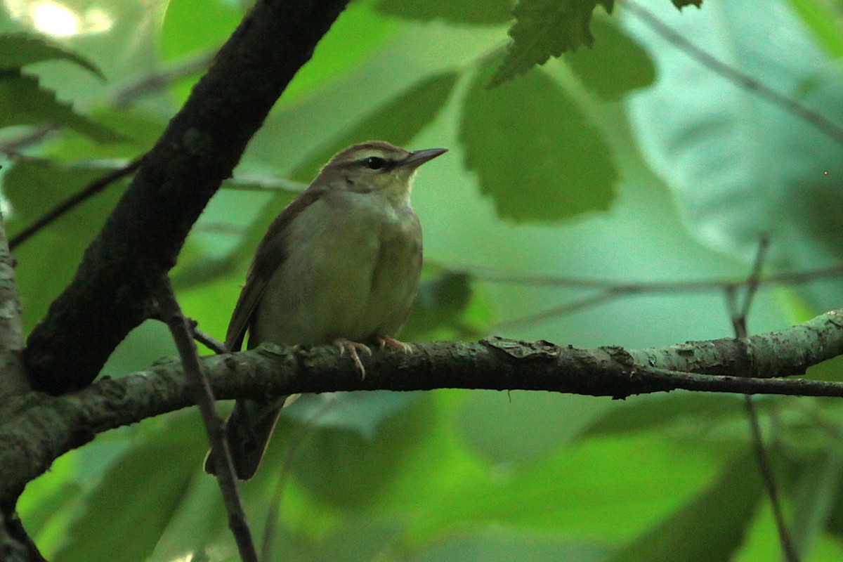 Swainson's Warbler - ML626845939