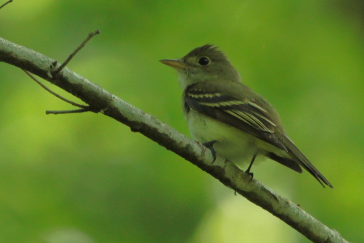 Acadian Flycatcher - ML626845948