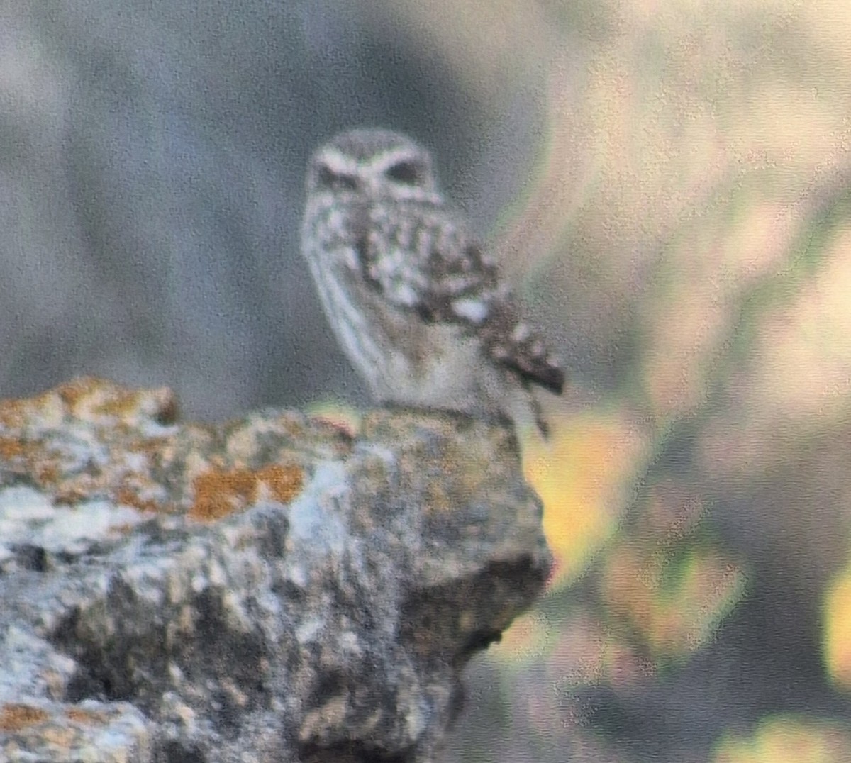Little Owl - ML626845983