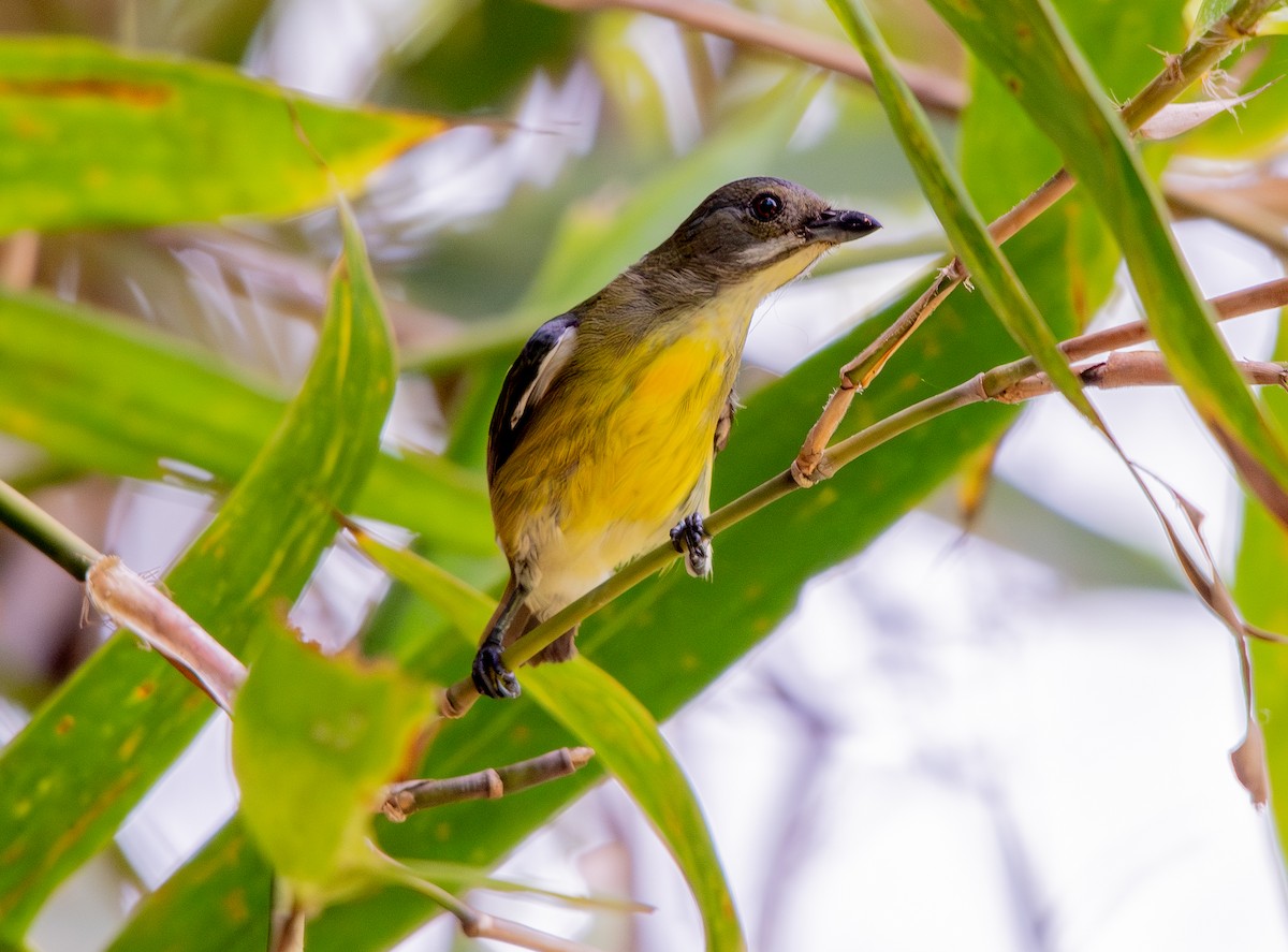Palawan Flowerpecker - ML626846001