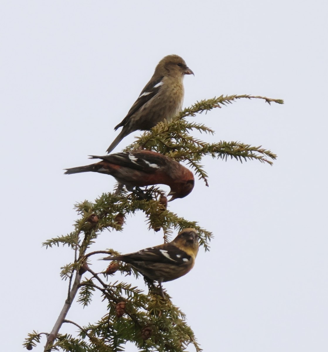 White-winged Crossbill - ML626846046