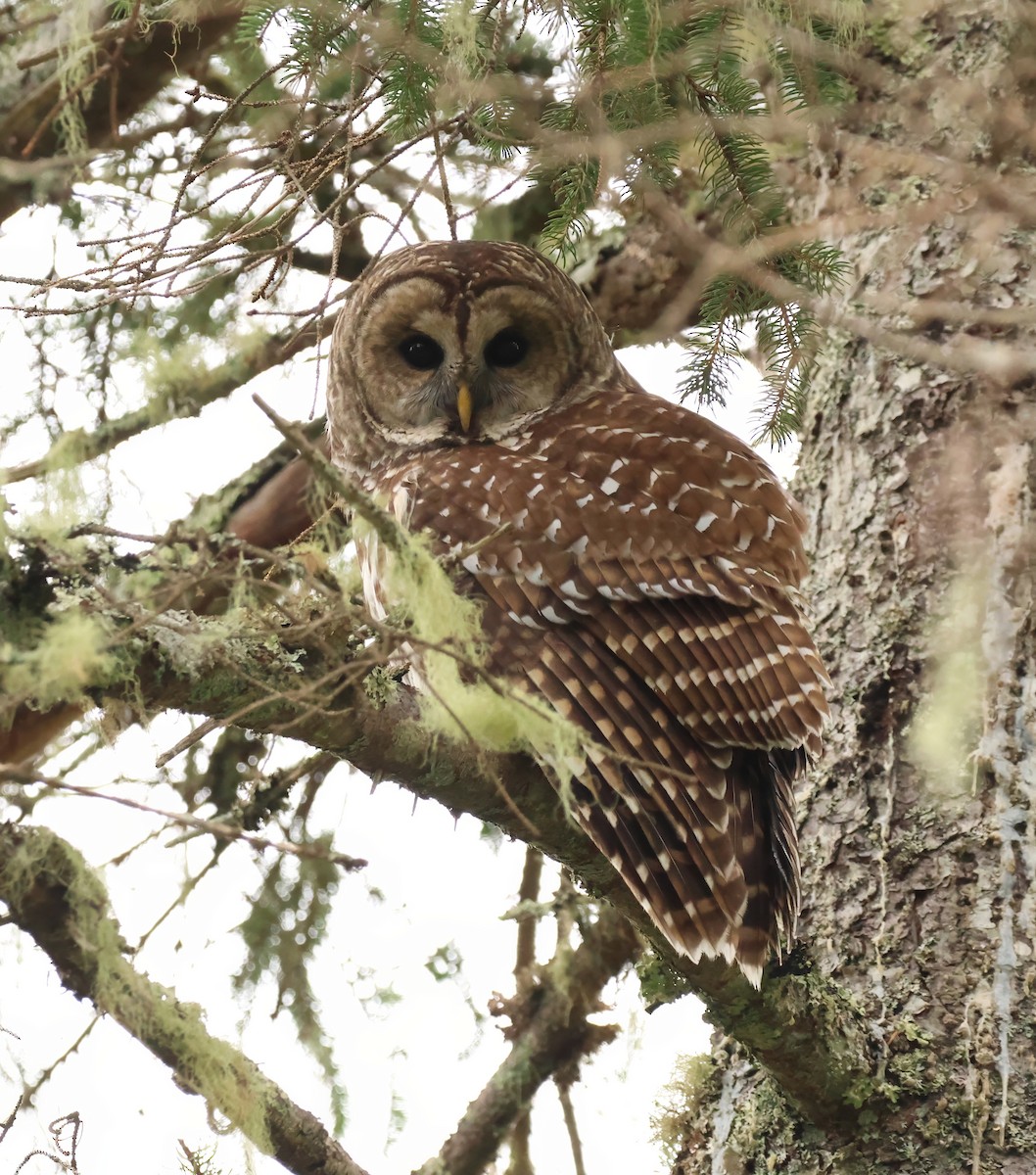 Barred Owl - ML626846082