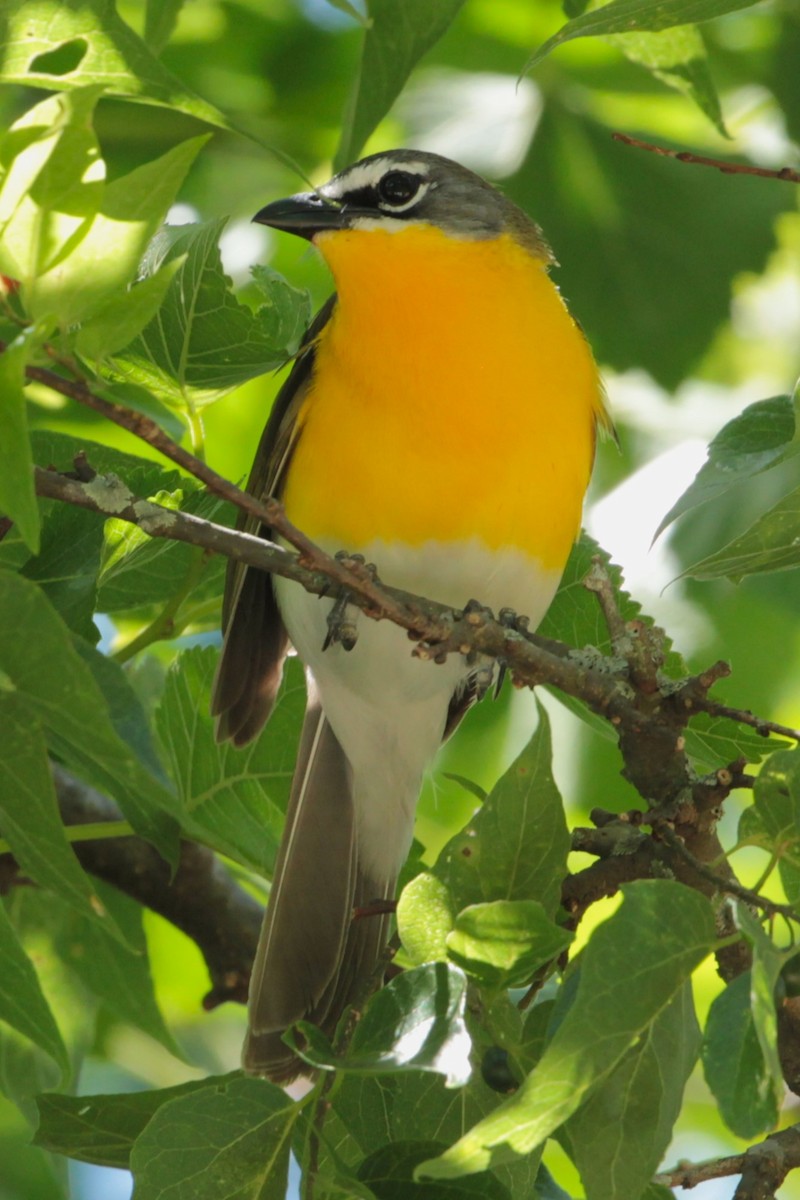 Yellow-breasted Chat - ML626846117