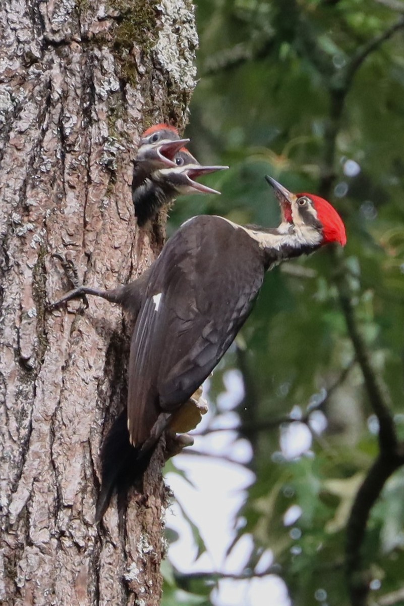 Pileated Woodpecker - ML626846387