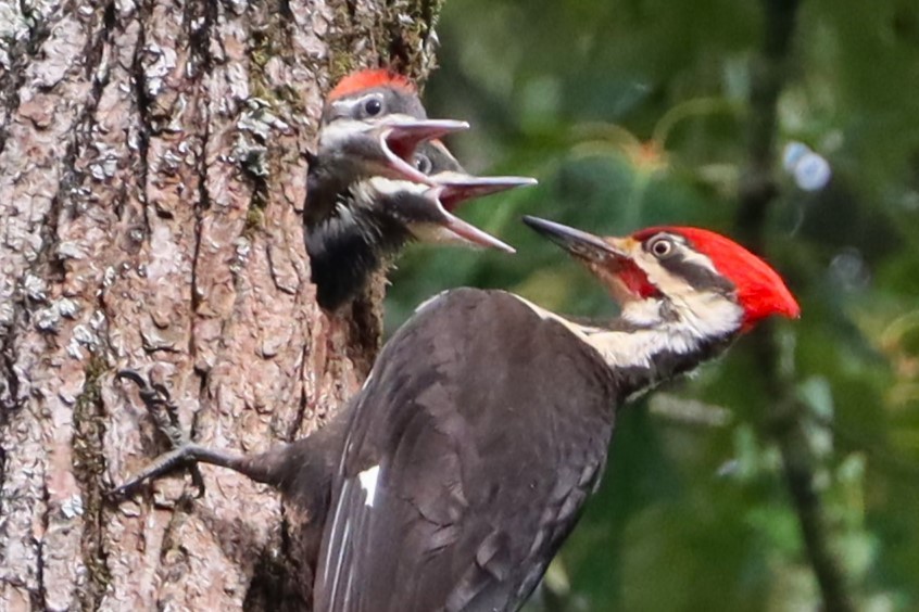 Pileated Woodpecker - ML626846388