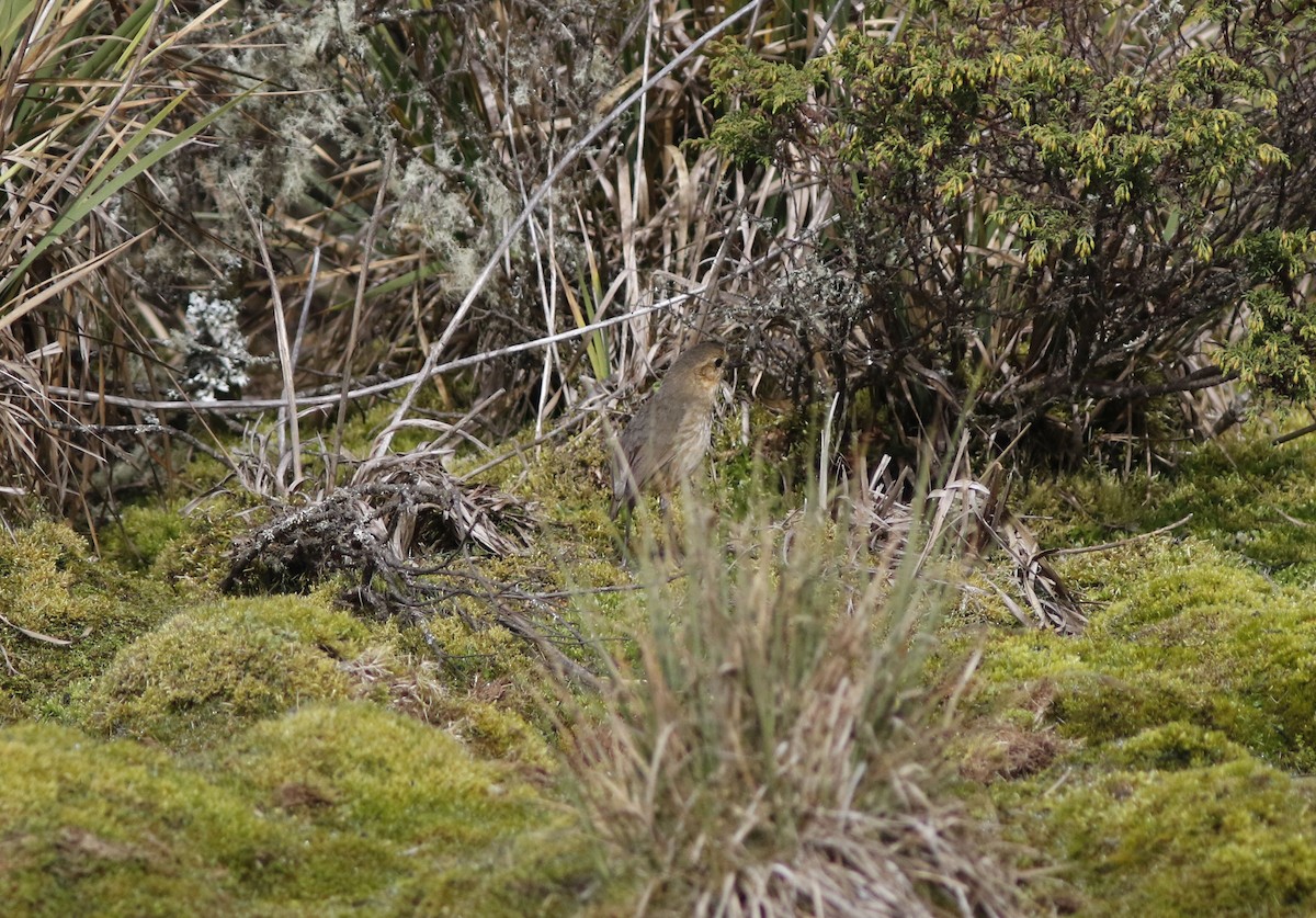 Boyaca Antpitta - ML626846502