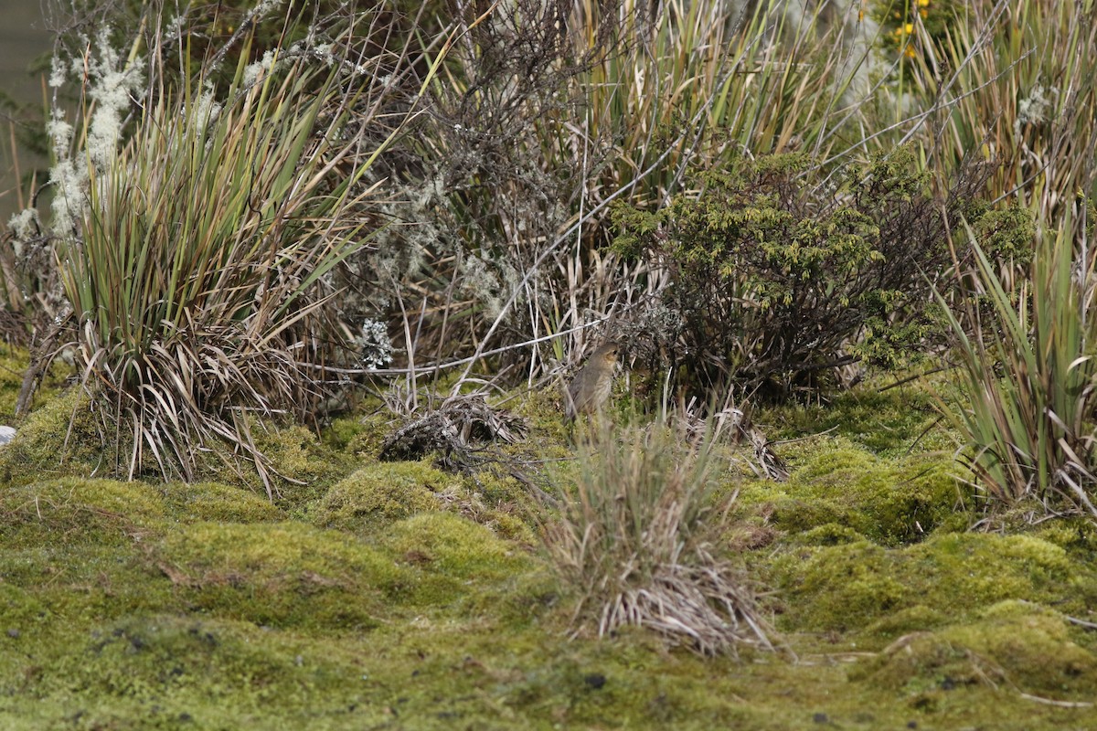 Boyaca Antpitta - ML626846503