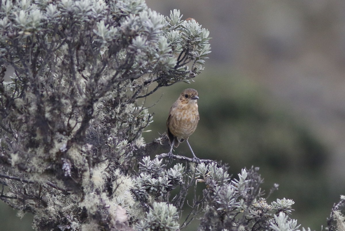 Boyaca Antpitta - ML626846527