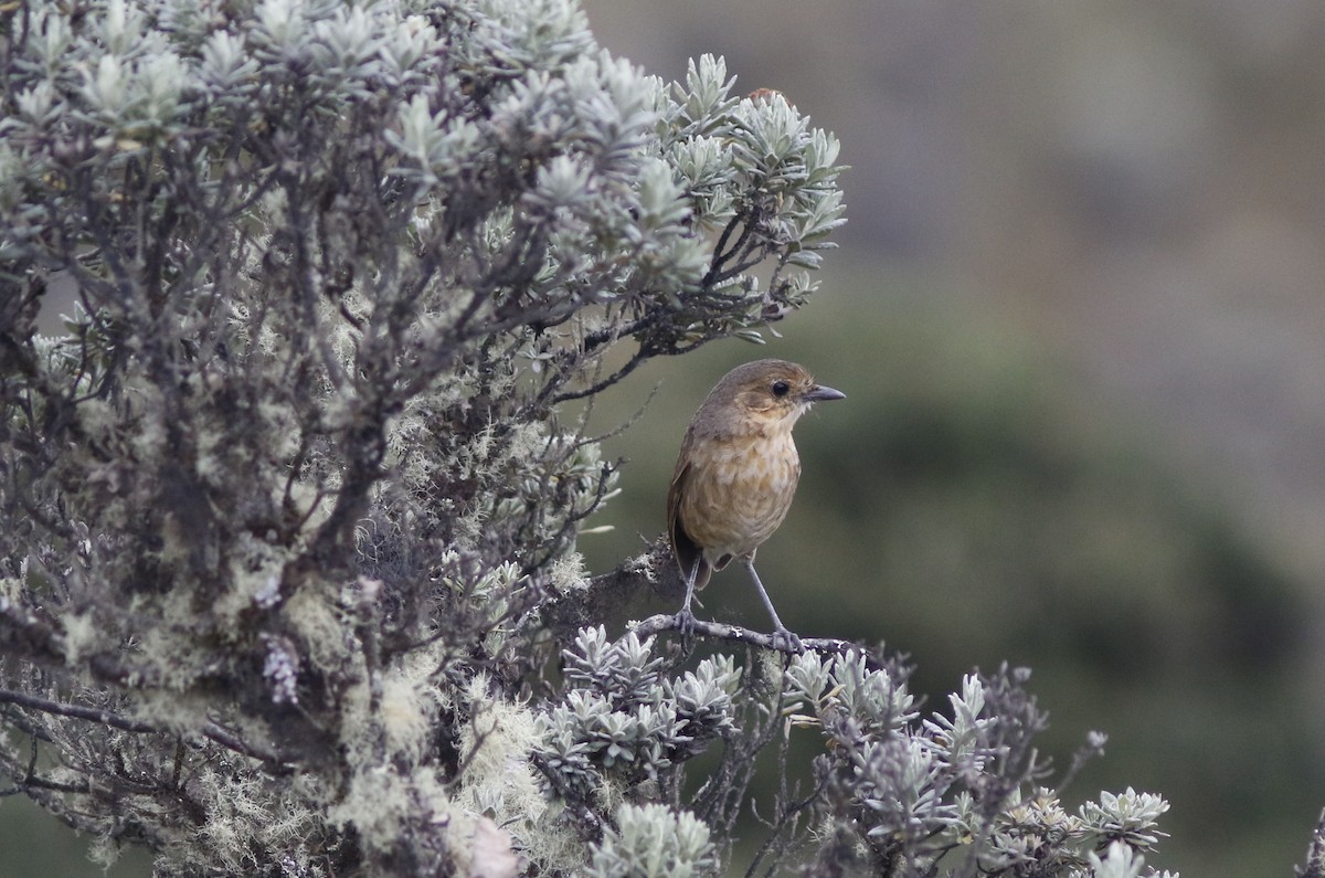 Boyaca Antpitta - ML626846528