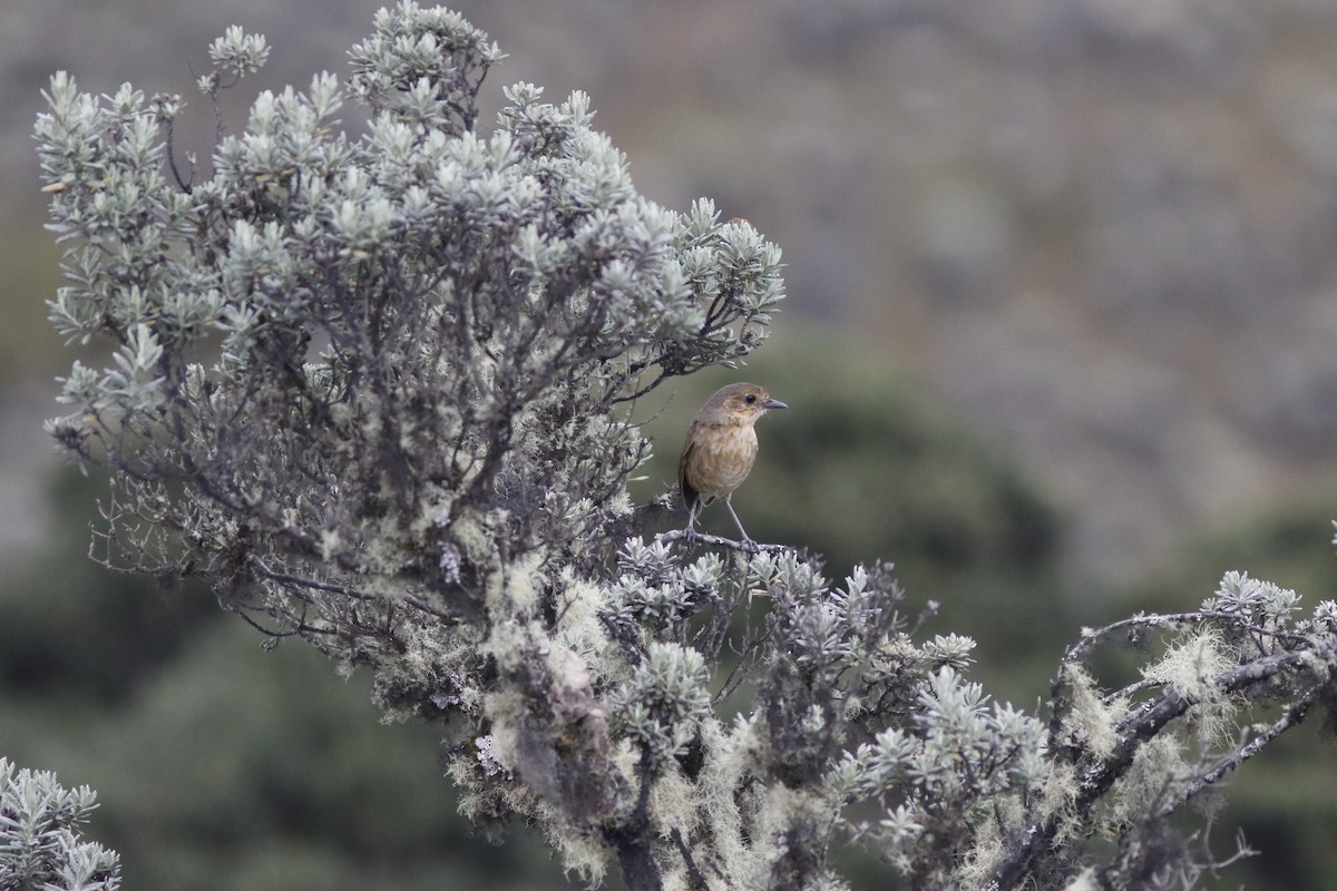 Boyaca Antpitta - ML626846529