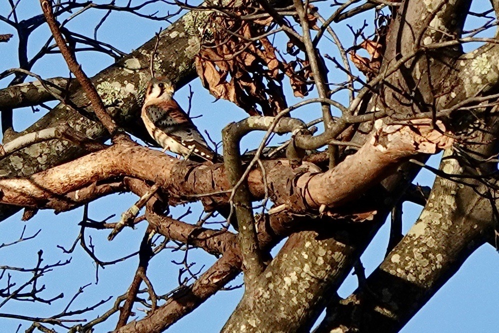 American Kestrel - ML626846573