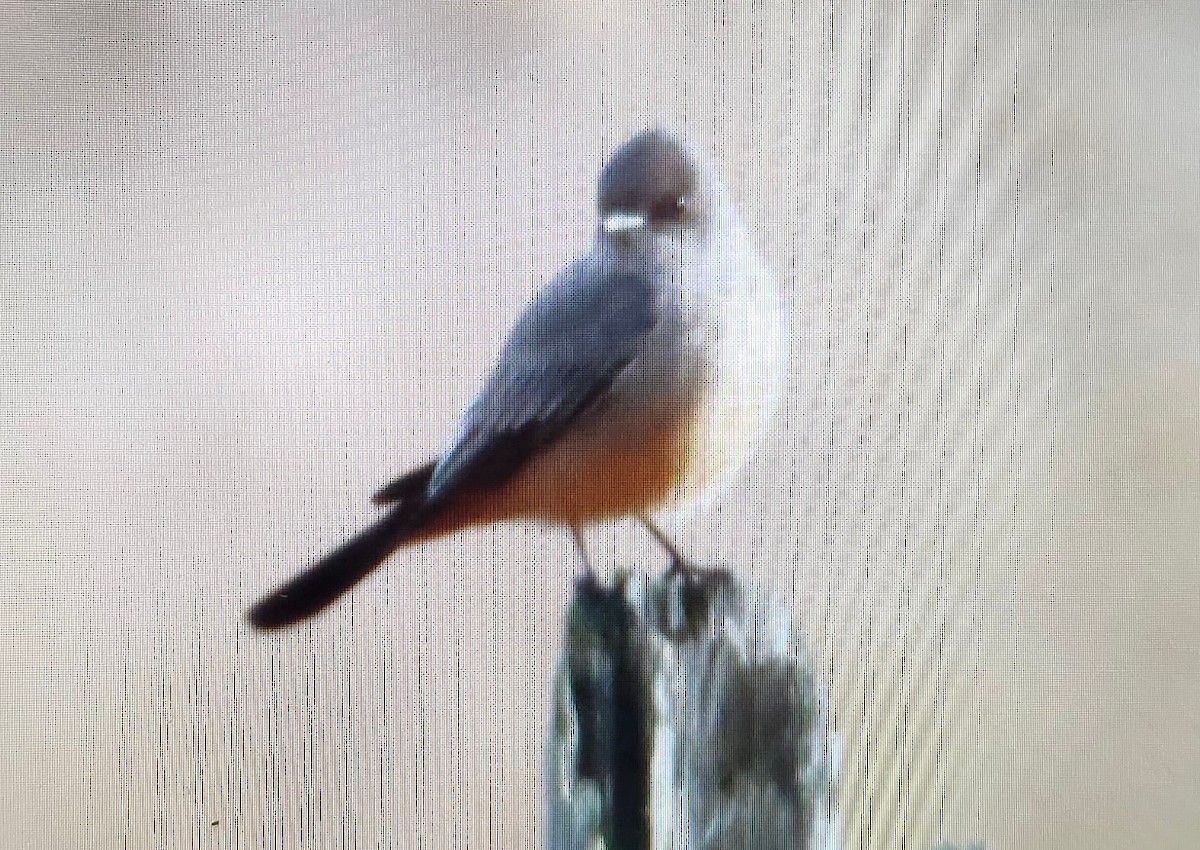 Say's Phoebe - ML626846708