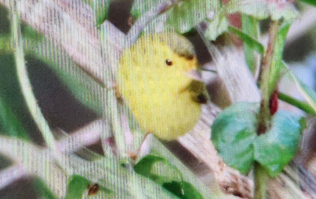 Wilson's Warbler - ML626846714
