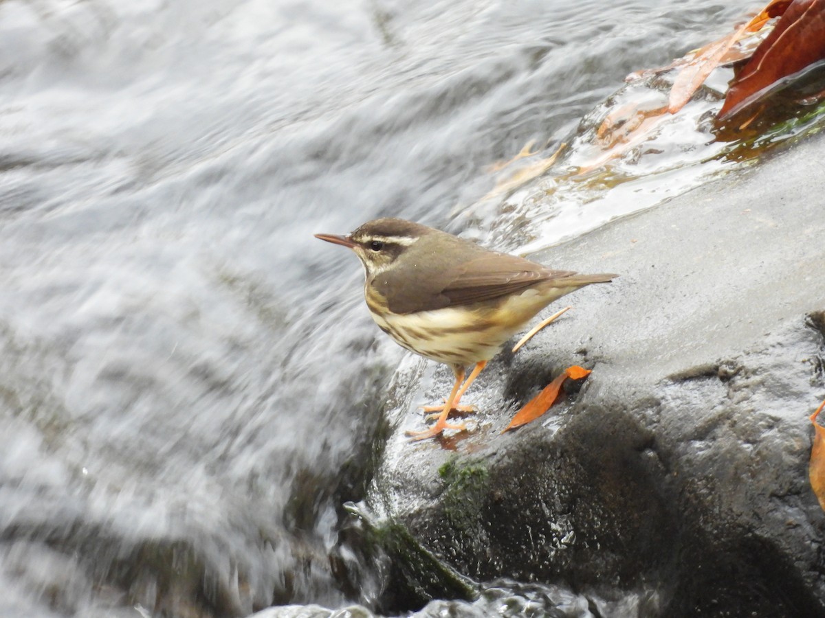 Stelzenwaldsänger - ML626846752