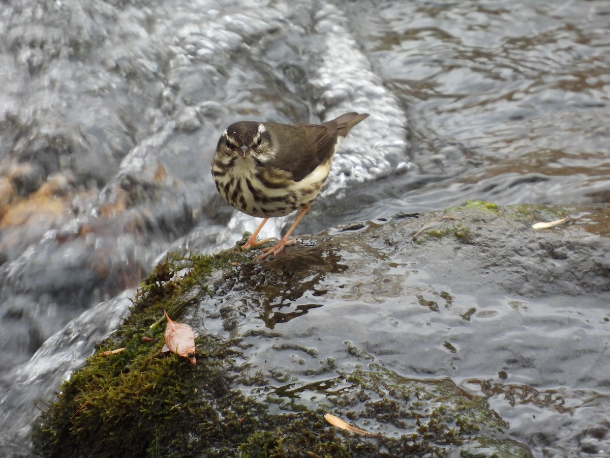 Stelzenwaldsänger - ML626846759