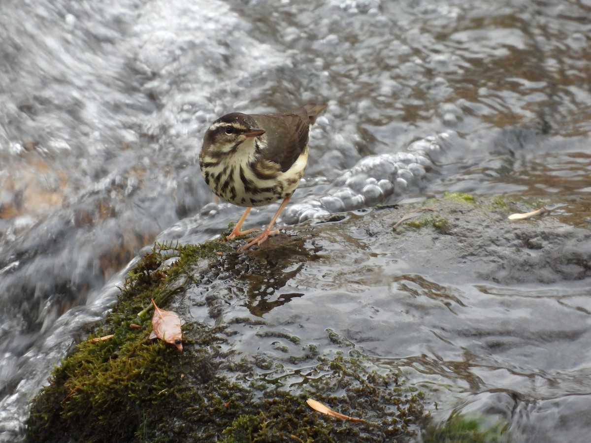 Stelzenwaldsänger - ML626846760