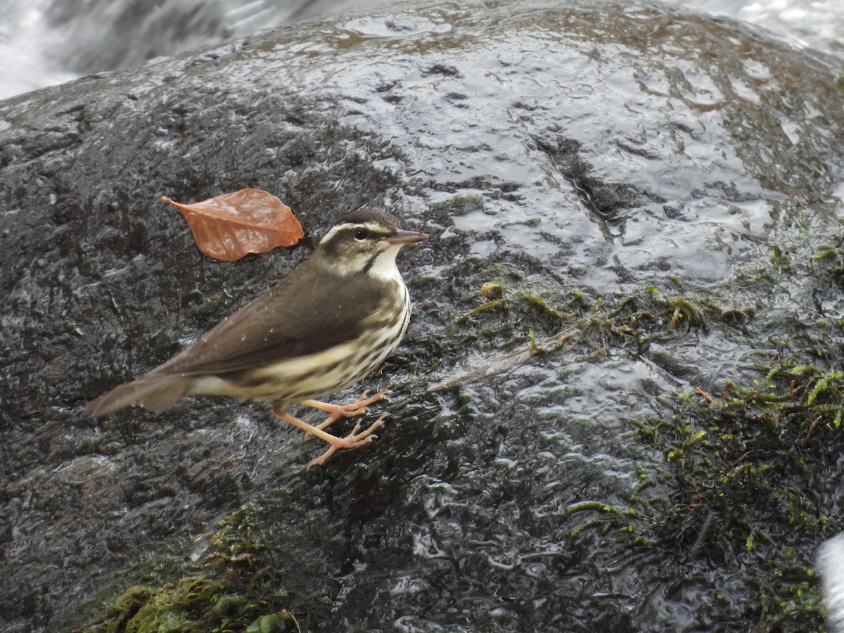 Stelzenwaldsänger - ML626846764
