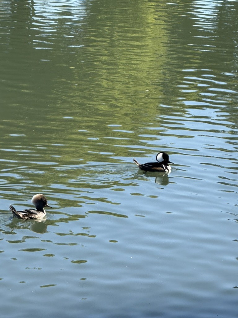 Hooded Merganser - ML626846895