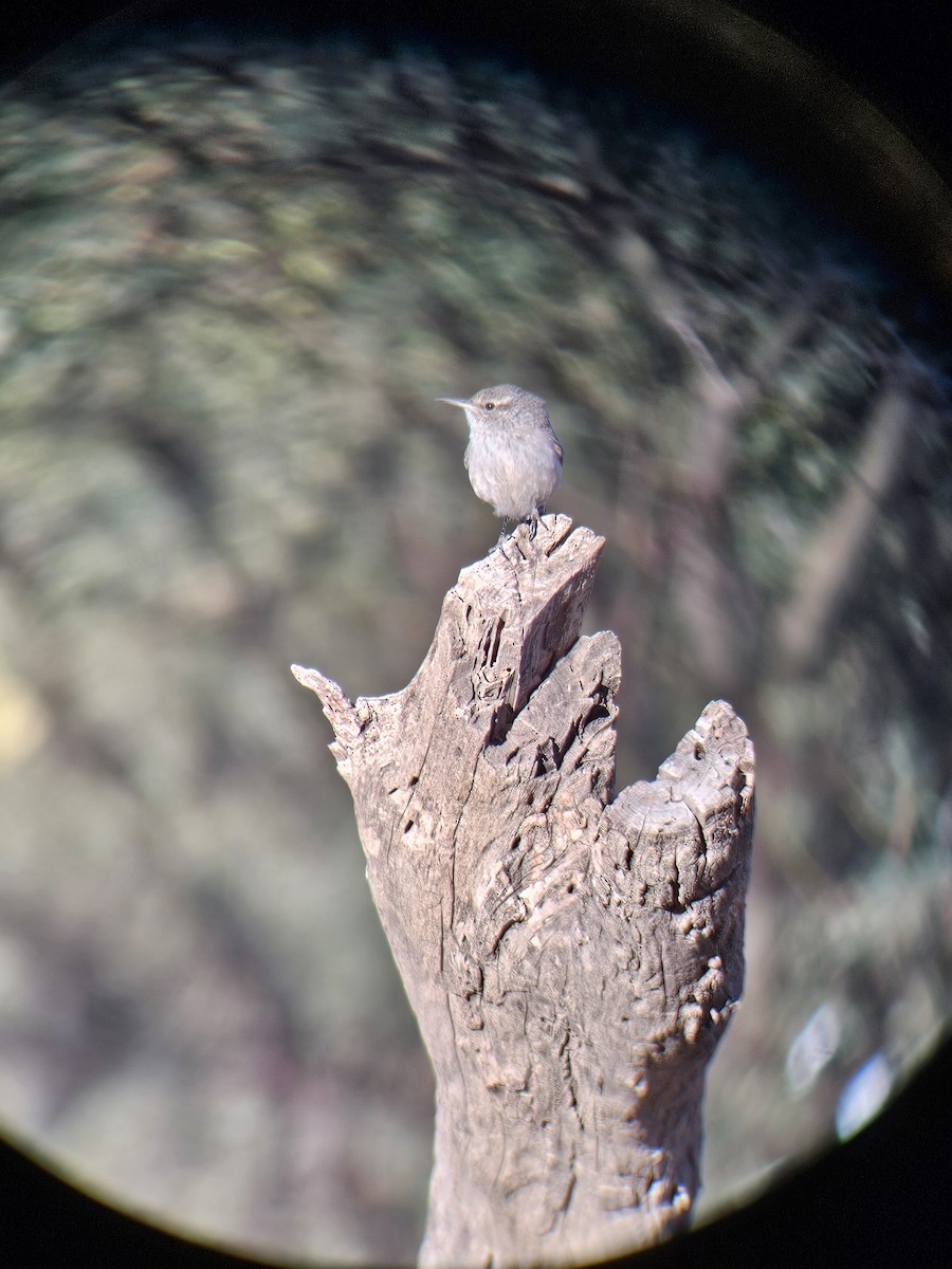 Rock Wren - ML626846914
