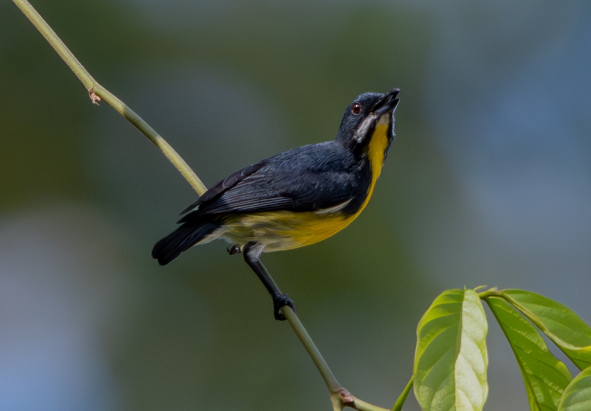 Palawan Flowerpecker - ML626846915