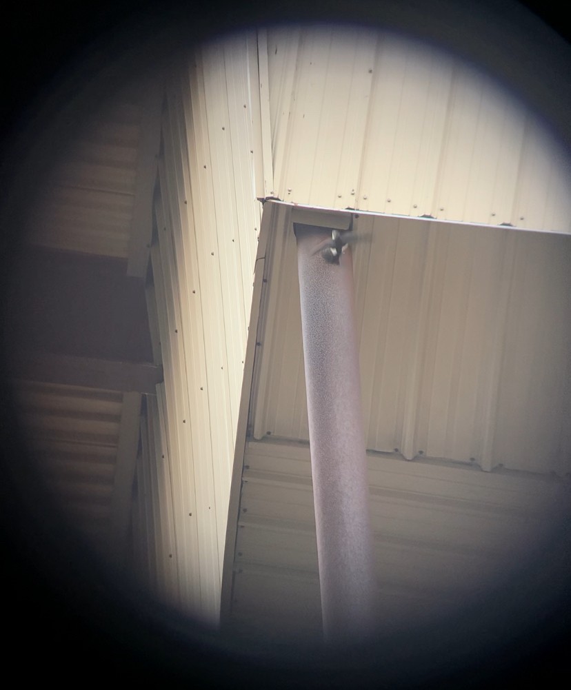 White-throated Swift - ML626846956