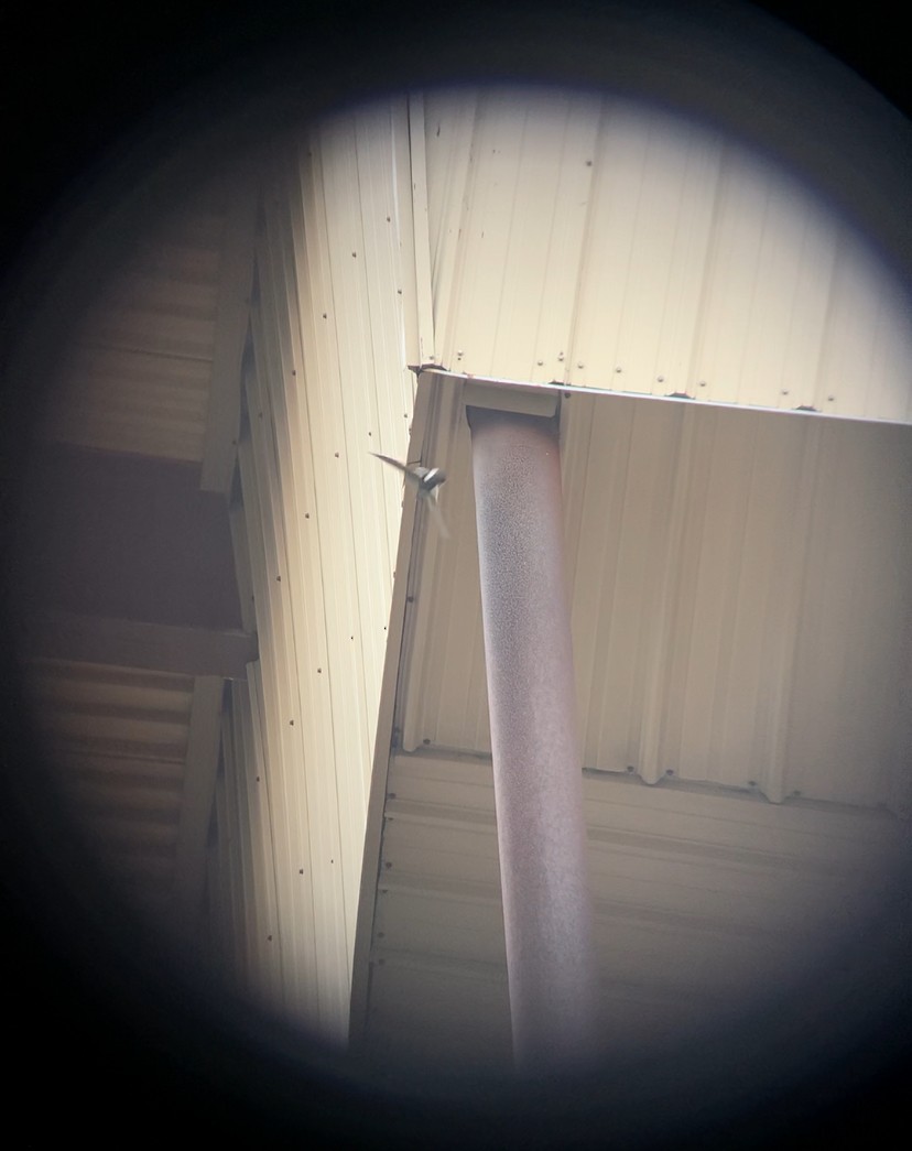 White-throated Swift - ML626846958