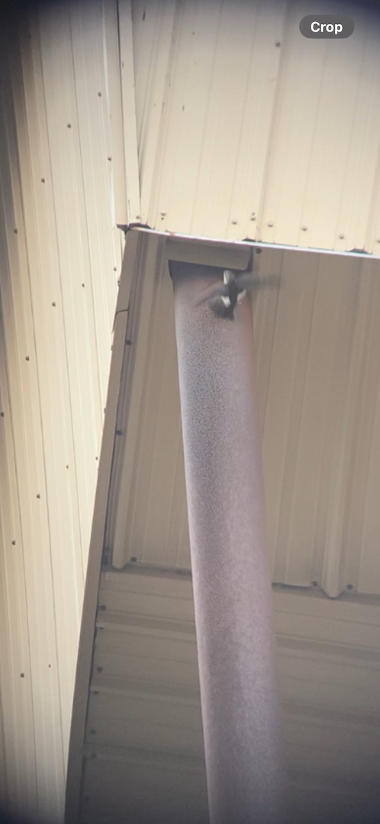 White-throated Swift - ML626846959