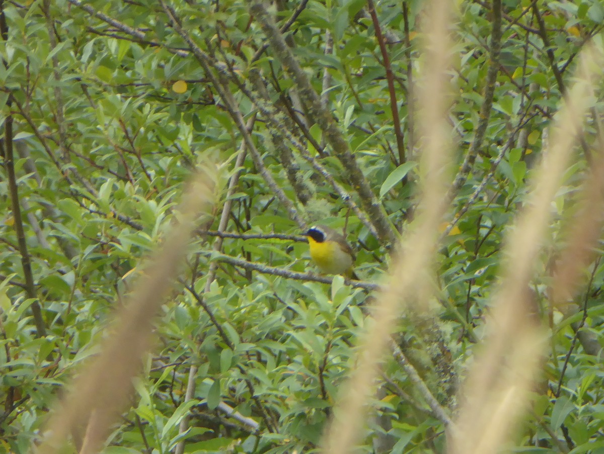 Common Yellowthroat - ML62684711