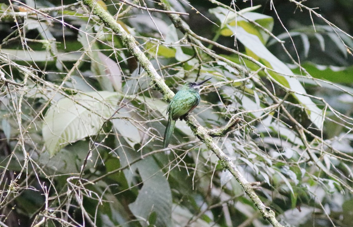 White-chinned Jacamar - ML626847119